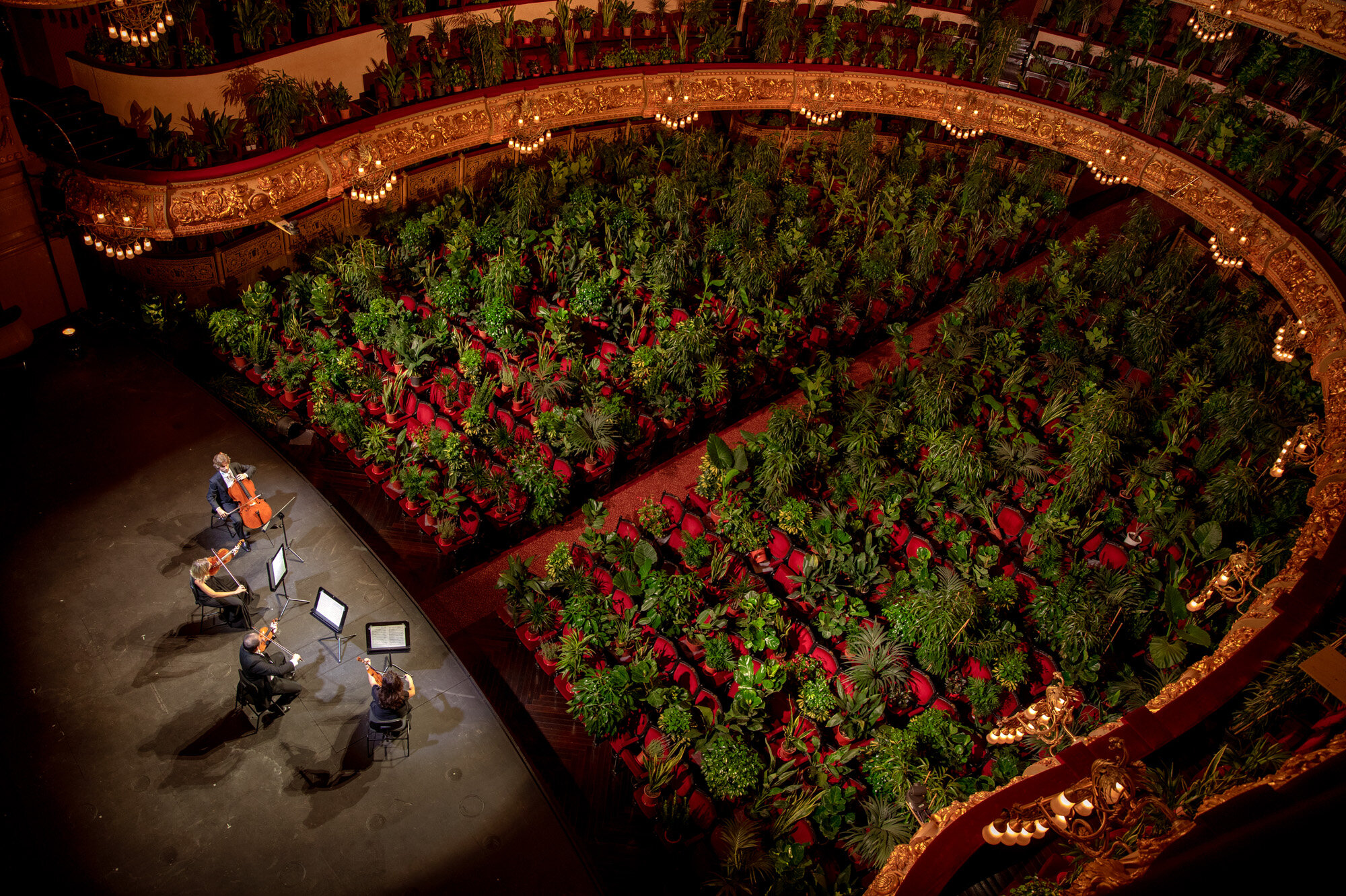 Musicians rehears at the Gran Teatre del Liceu in Barcelona, Spain, on June 22, 2020. When the doors opened for the performance of Puccini’s “Crisantemi” by the UceLi Quartet, the 2,292 seats of the auditorium were occupied by plants and the performance was broadcast live online. (AP Photo/Emilio Morenatti)
