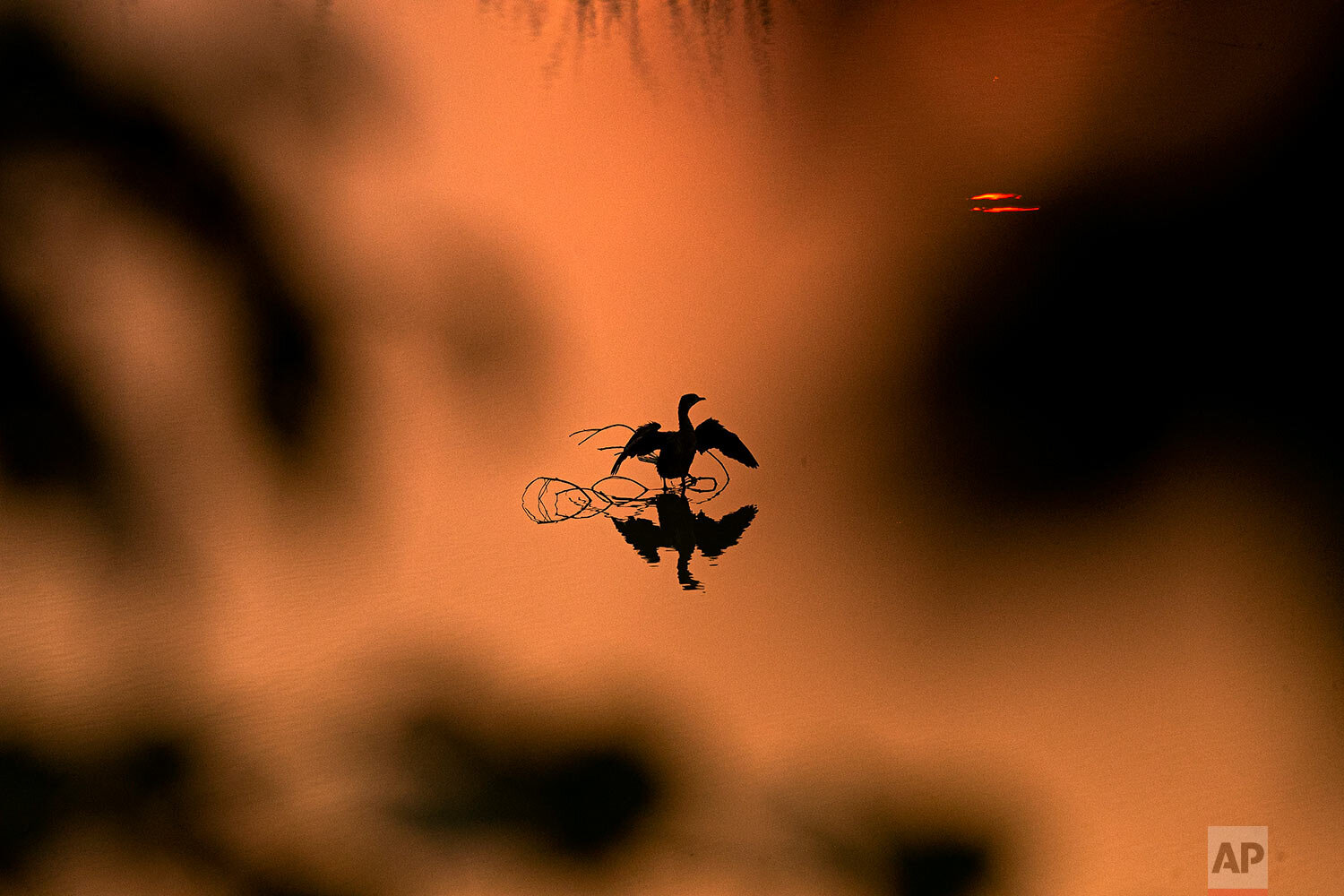  A cormorant bird rests on a branch in a wetland at sunset on the outskirts of Gauhati, India, Thursday, Nov. 5, 2020. (AP Photo/Anupam Nath) 