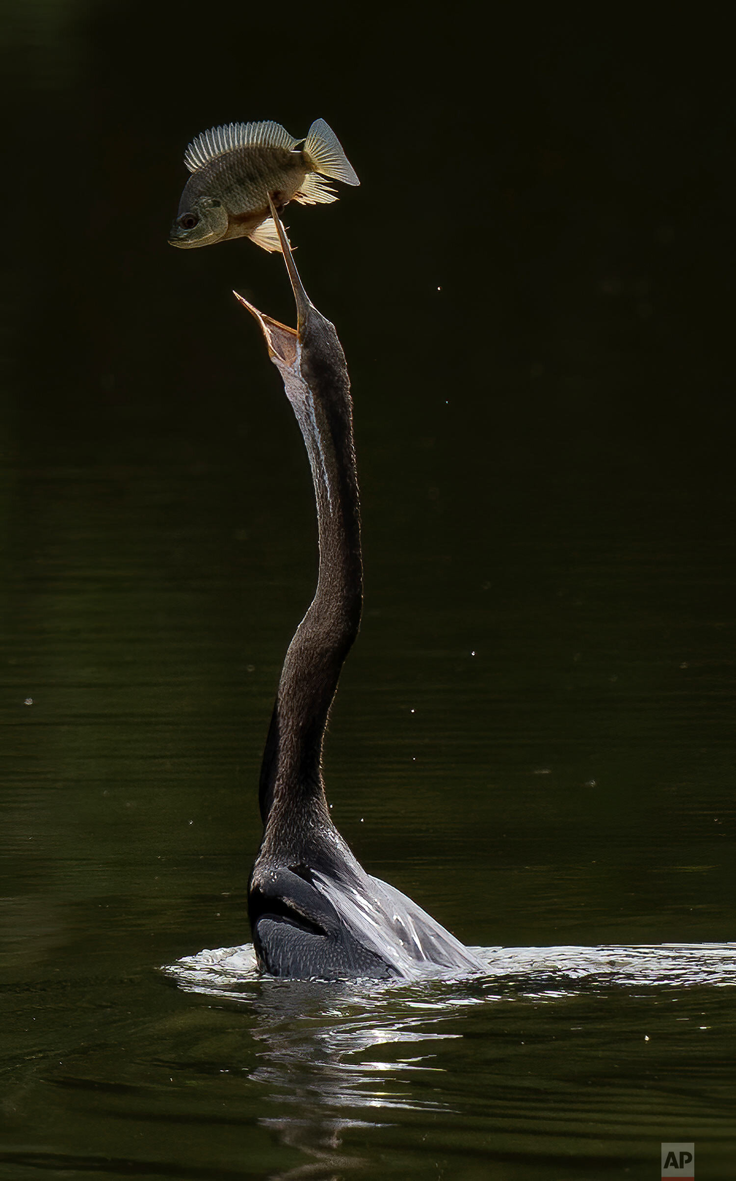  An Oriental Darter (Anhinga melanogaster) tosses up its catch of a small fish at a lake outside Putrajaya, Malaysia, on Sunday, Nov. 29, 2020. (AP Photo/Vincent Thian) 