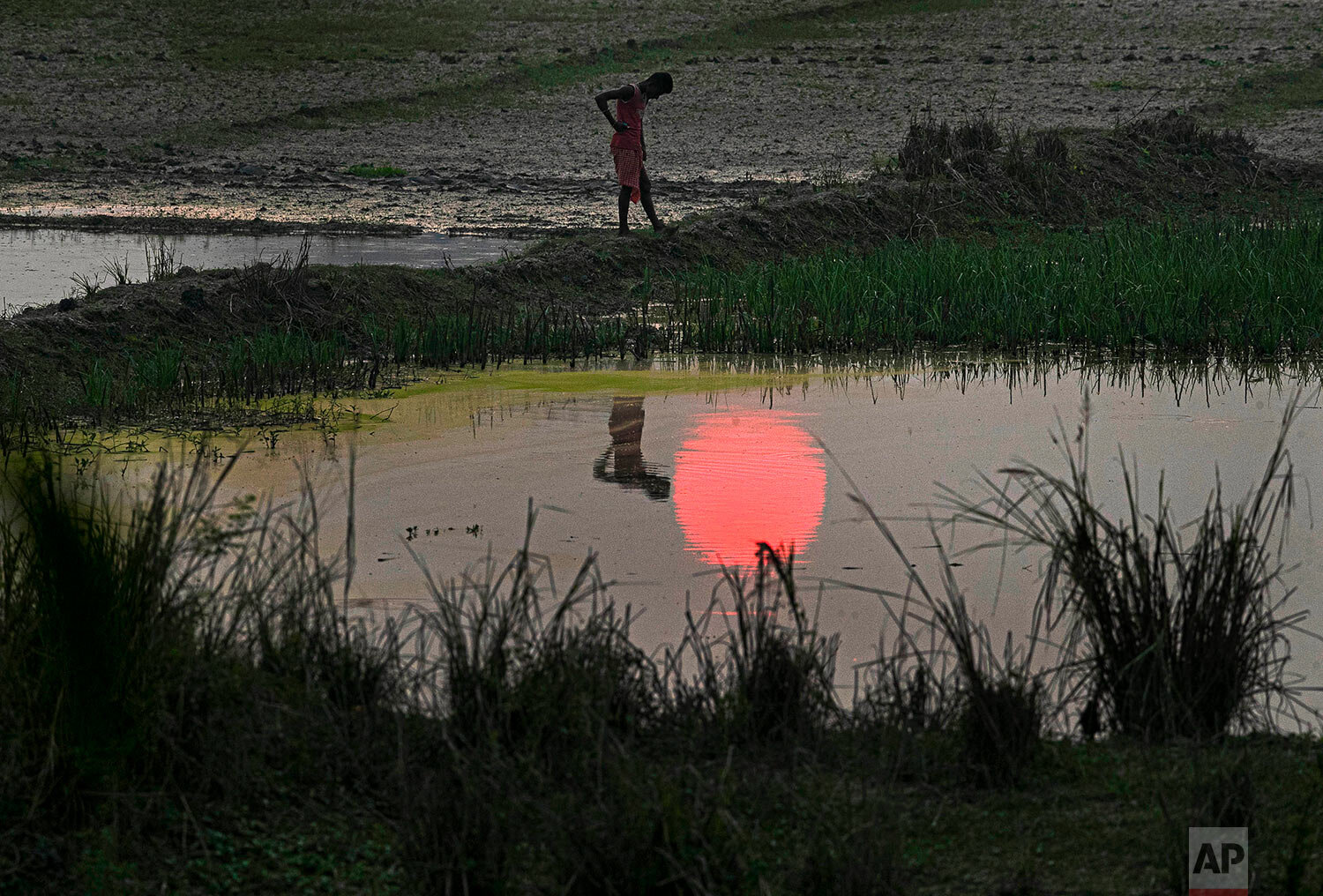  A farmer stands in his paddy field as the sun sets on the outskirts of Gauhati, India, Thursday, Nov. 5, 2020. (AP Photo/Anupam Nath) 