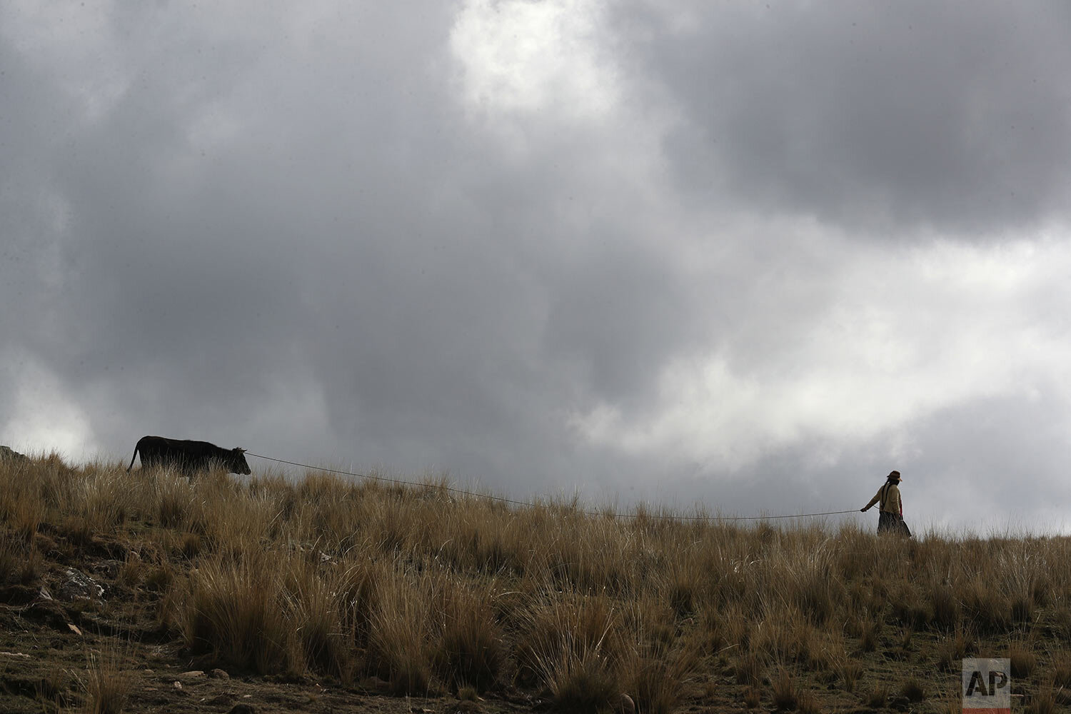  A woman leads her cow through a field in Pisac, southern rural Peru, Friday, Oct. 30, 2020. (AP Photo/Martin Mejia) 