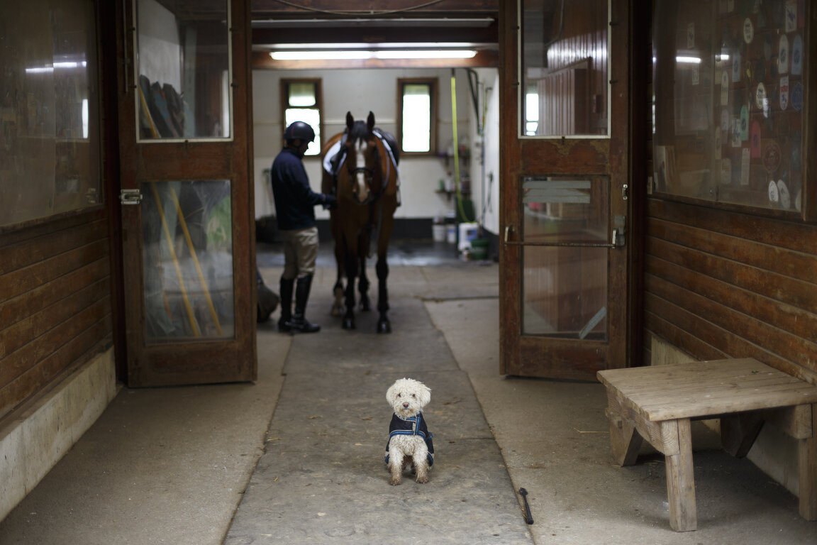  Joey watches from the barn as Phillip Dutton, a medal-winning equestrian on the U.S. Olympic team, prepares Quasi Cool for a training session at his farm in West Grove, Pa., Tuesday, March 31, 2020. (AP Photo/Matt Slocum) 