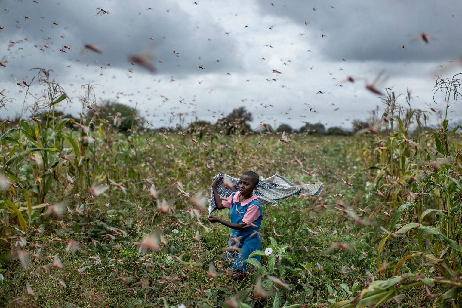  A farmer's daughter waves her shawl in the air to try to chase away swarms of desert locusts from her crops, in Katitika village, Kitui county, Kenya Friday, Jan. 24, 2020. (AP Photo/Ben Curtis) 