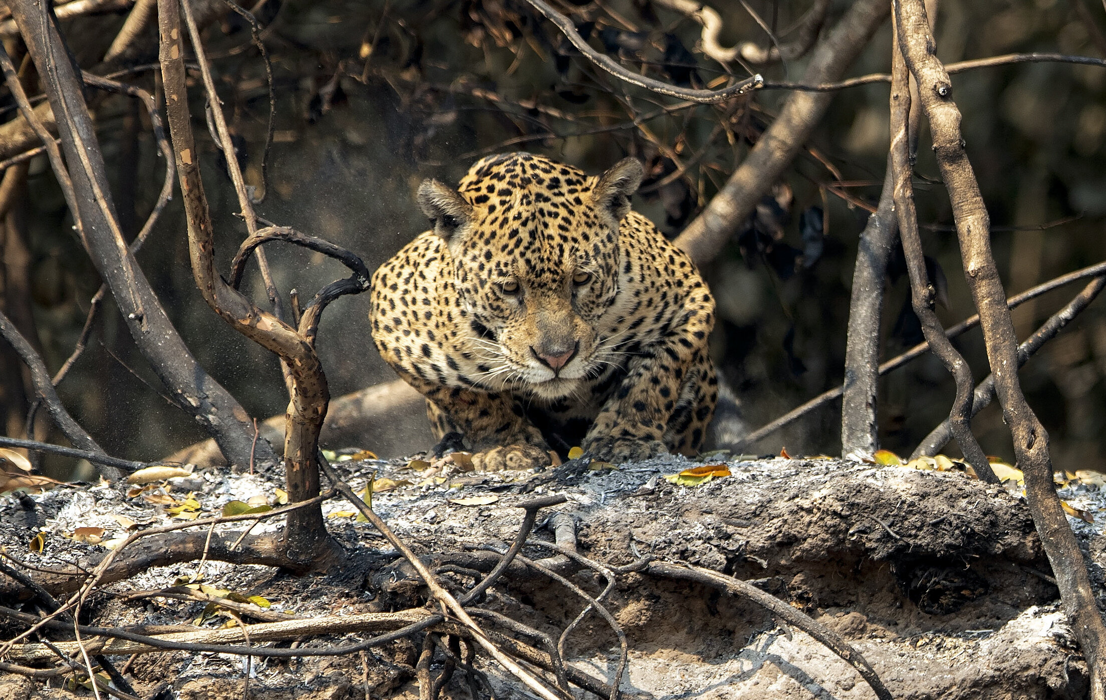  A jaguar crouches in an area recently scorched by wildfires at the Encontro das Aguas state park in the Pantanal wetlands near Pocone, Mato Grosso state, Brazil, Sunday, Sept. 13, 2020. (AP Photo/Andre Penner) 