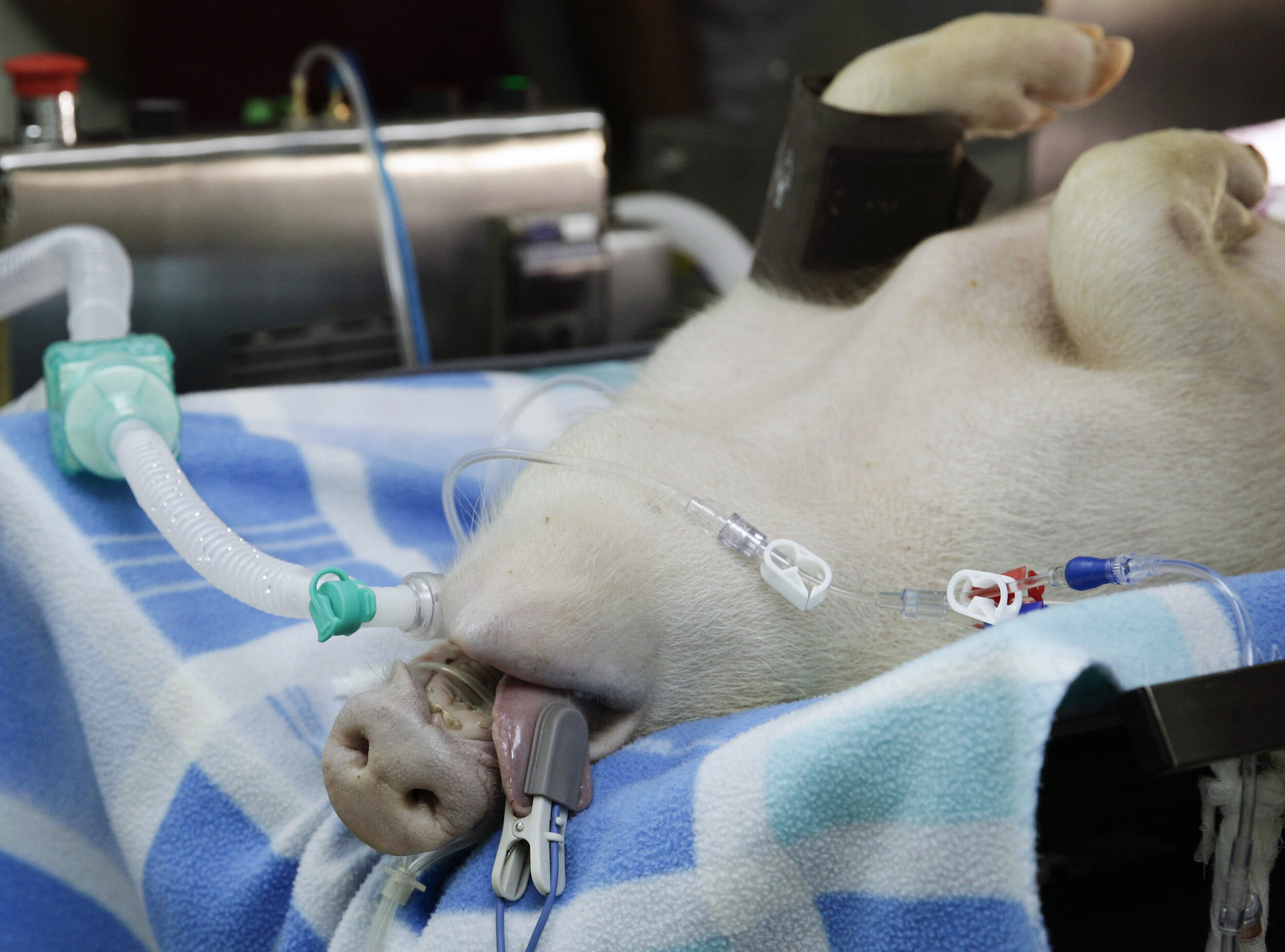  A pig is connected to a ventilator prototype at the Veterinarian school at the National University where doctors, engineers, veterinarians, and researchers test it on pigs with lung injuries as part of a project to manufacture mechanical ventilators