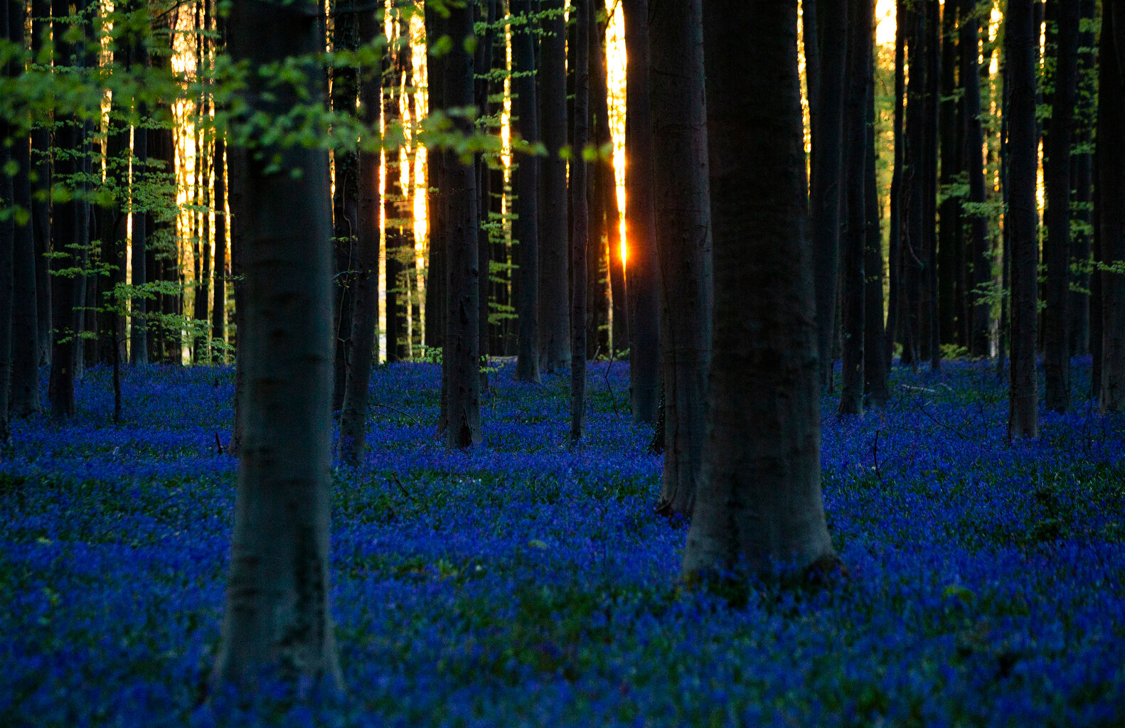  The sun begins to rise through trees as Bluebells, also known as wild Hyacinth, bloom in the Hallerbos forest in Halle, Belgium, on Thursday, April 16, 2020. (AP Photo/Virginia Mayo) 