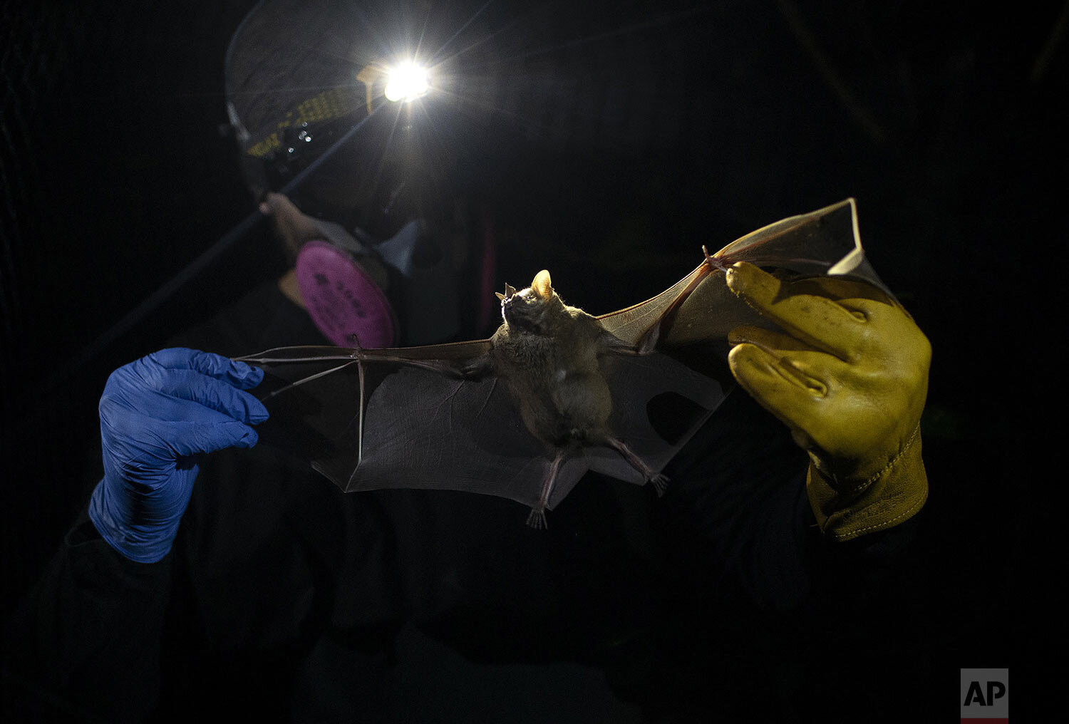  A researcher for Brazil's state-run Fiocruz Institute holds a bat captured in the Atlantic Forest, at Pedra Branca state park, near Rio de Janeiro, Tuesday, Nov. 17, 2020. Researchers at the institute collect and study viruses present in wild animal