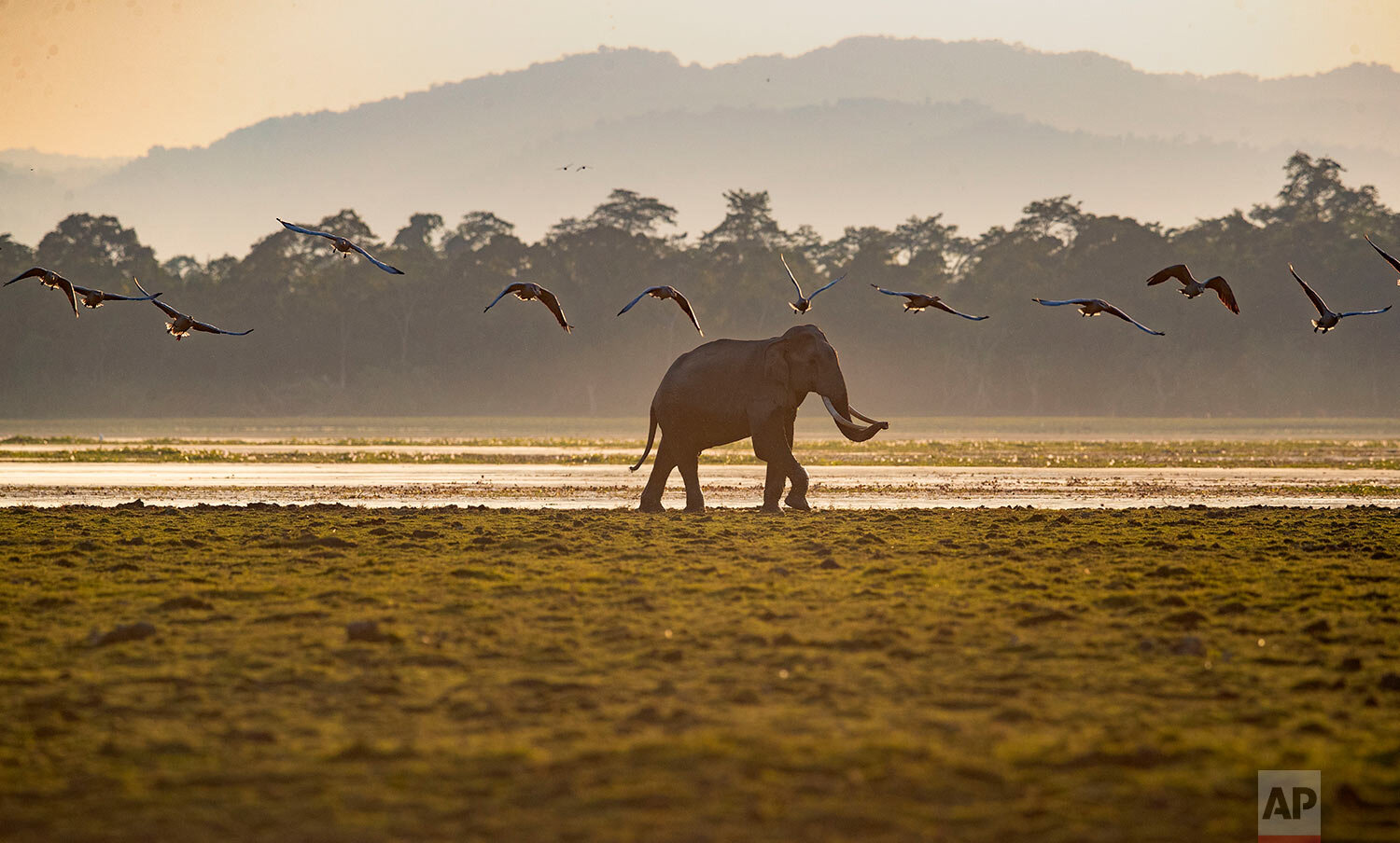  A wild tusker walks in the Agoratoli range at Kaziranga national park east of Gauhati, in the northeastern state of Assam, Friday, Dec. 4, 2020.  (AP Photo/Anupam Nath) 