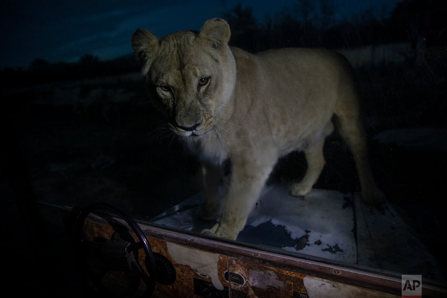 The Intruders (rivals of the Zoo in Greece)