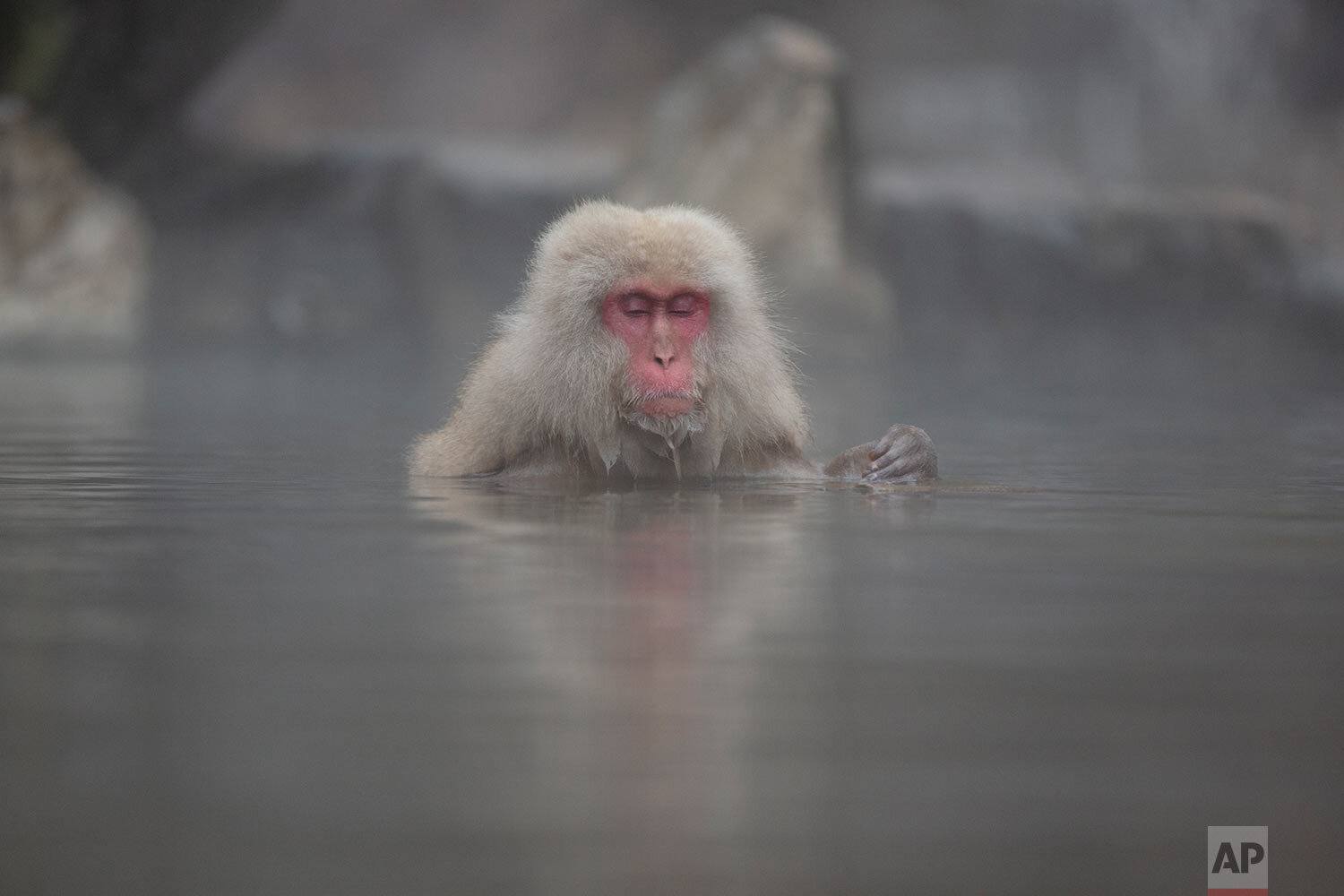  A Japanese macaque, also known as a snow monkey, soaks in a hot spring in Jigokudani valley in Nagano Prefecture, northwest of Tokyo Saturday, March 6, 2021. (AP Photo/Kiichiro Sato) 