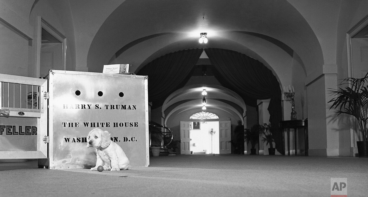  Feller, a five-week-old cocker spaniel gift to President Harry S. Truman, sits outside its shipping case in a large corridor of the White House in Washington on Dec. 22, 1947. (AP Photo/Bill Smith) 