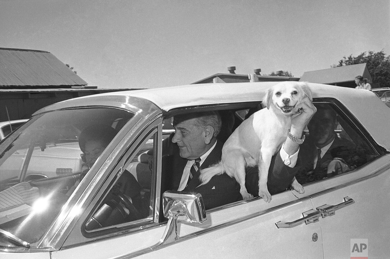  Yuki, President Lyndon Johnson’s pet mongrel, is held at the window of the car as the first family starts a ride around the ranch in Stonewall, Texas, Sept. 30, 1967. (AP Photo) 