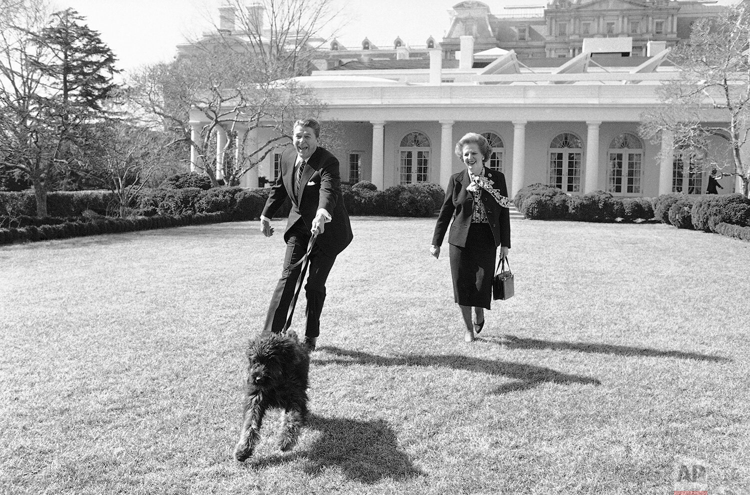  President Ronald Reagan is pulled along by his pet dog Lucky while he and British Prime Minister Margaret Thatcher take a stroll in the White House Rose Garden on Feb. 20, 1985. (AP Photo/Barry Thumma) 