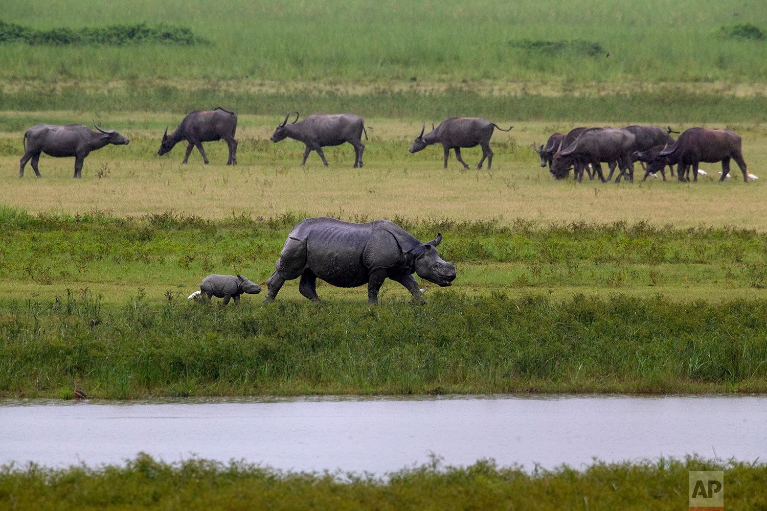  A one horned Rhinoceros walks its newborn baby as wild buffalos graze in the Pobitora wildlife sanctuary on the outskirts of Gauhati, India, Monday, May 31, 2021. (AP Photo/Anupam Nath) 