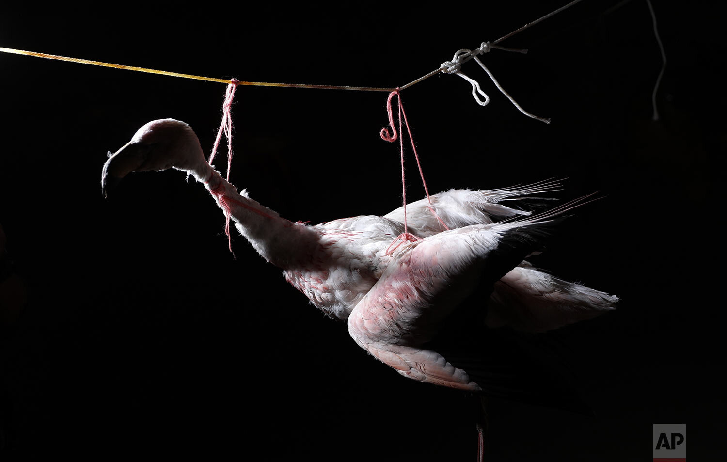  A stuffed flamingo hangs in the home of Mayor Rufino Choque in the Urus del Lago Poopo Indigenous community, in Punaca, Bolivia, May 23, 2021. Choque said the Uru - “people of the water” - began settling on the lakeshore several decades ago as the l
