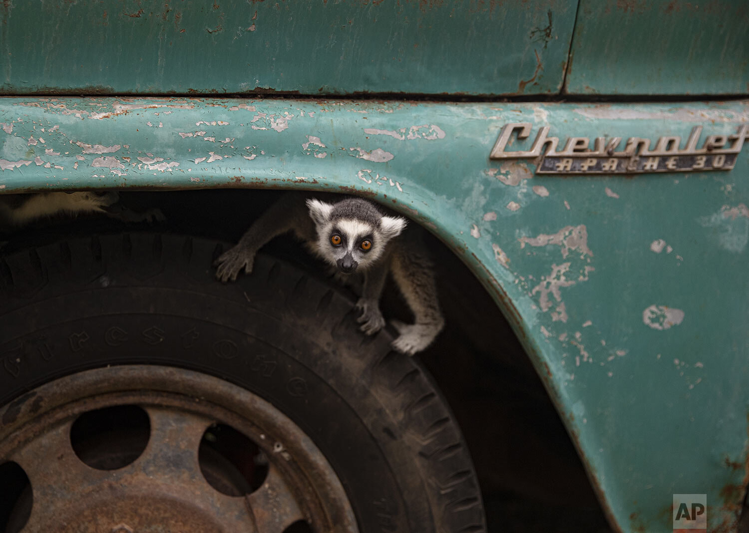  A ring-tailed lemur peeks out from the front tire of a truck inside the Buin Zoo in Santiago, Chile, June 15, 2021. The largest private zoo in Chile, experiencing a serious economic situation due to the closure of its doors as a result of the prolon