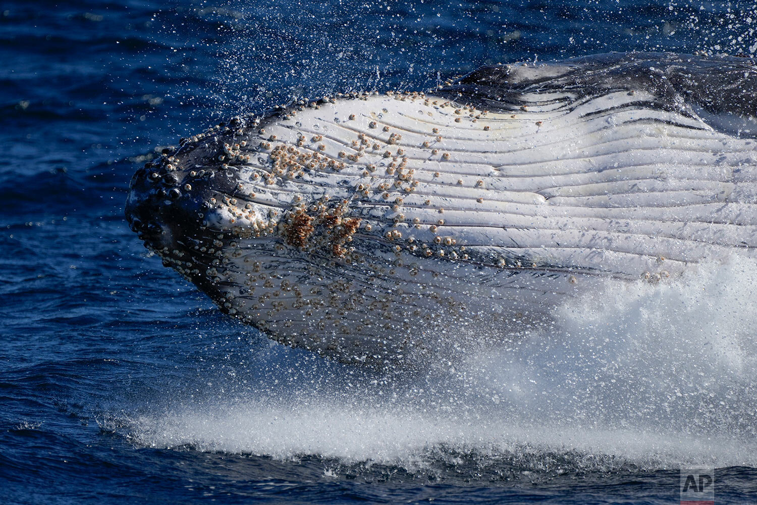  A humpback whale breaches off the coast of Port Stephens, Australia, Monday, June 14, 2021. (AP Photo/Mark Baker) 