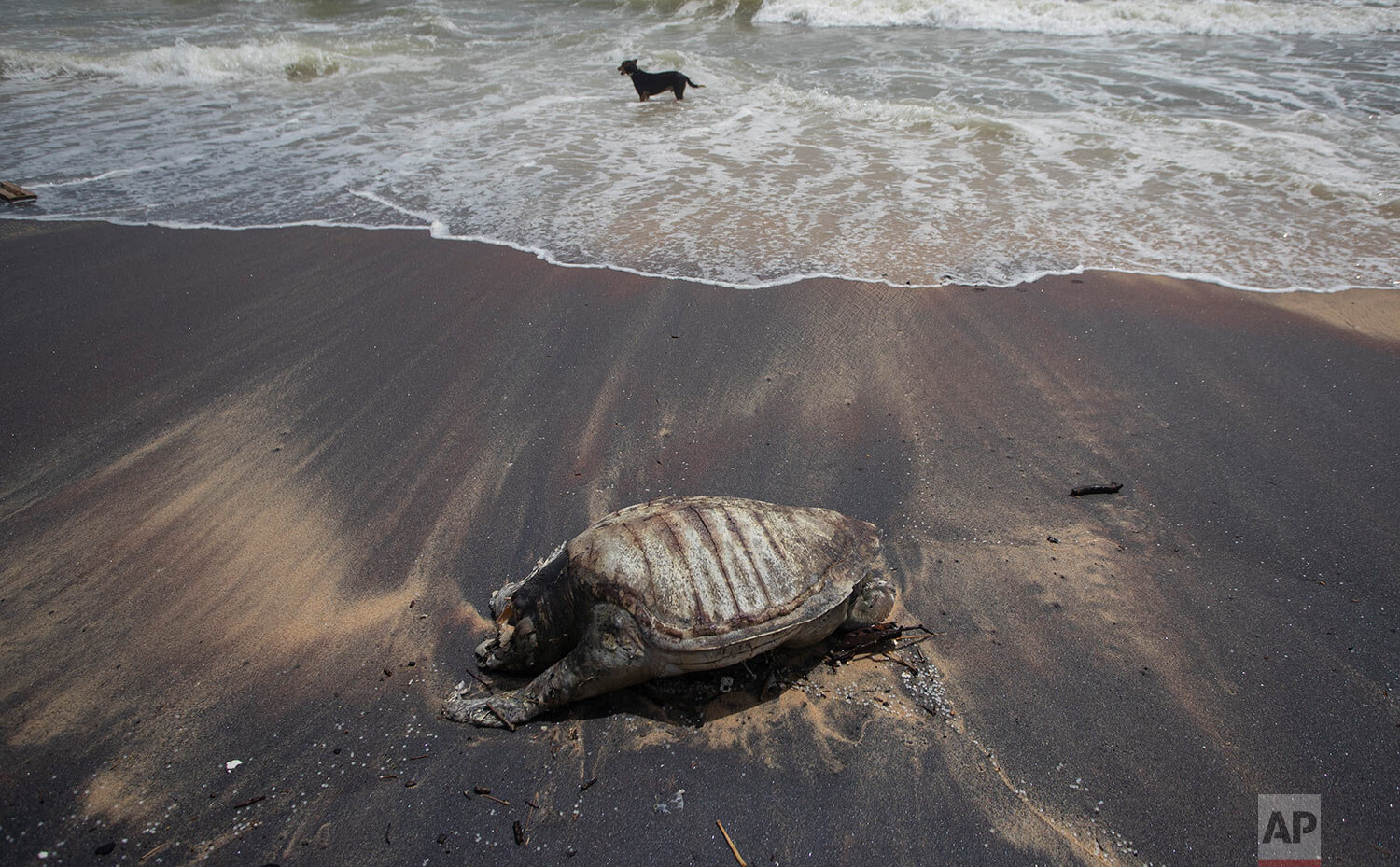  A stray dog stands amid the waves as the decomposed remains of a turtle lies on a beach polluted following the sinking of a container ship that caught fire while transporting chemicals off Kapungoda, outskirts of Colombo, Sri Lanka, Monday, June 21,