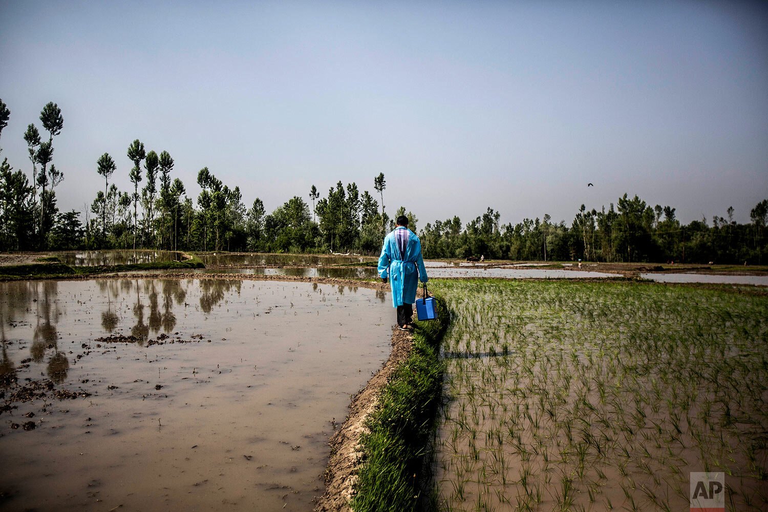  A health worker crosses a paddy field during a vaccination drive against COVID-19 in Minnar village, north of Srinagar, Indian controlled Kashmir, Thursday, June 10, 2021. (AP Photo/Mukhtar Khan) 