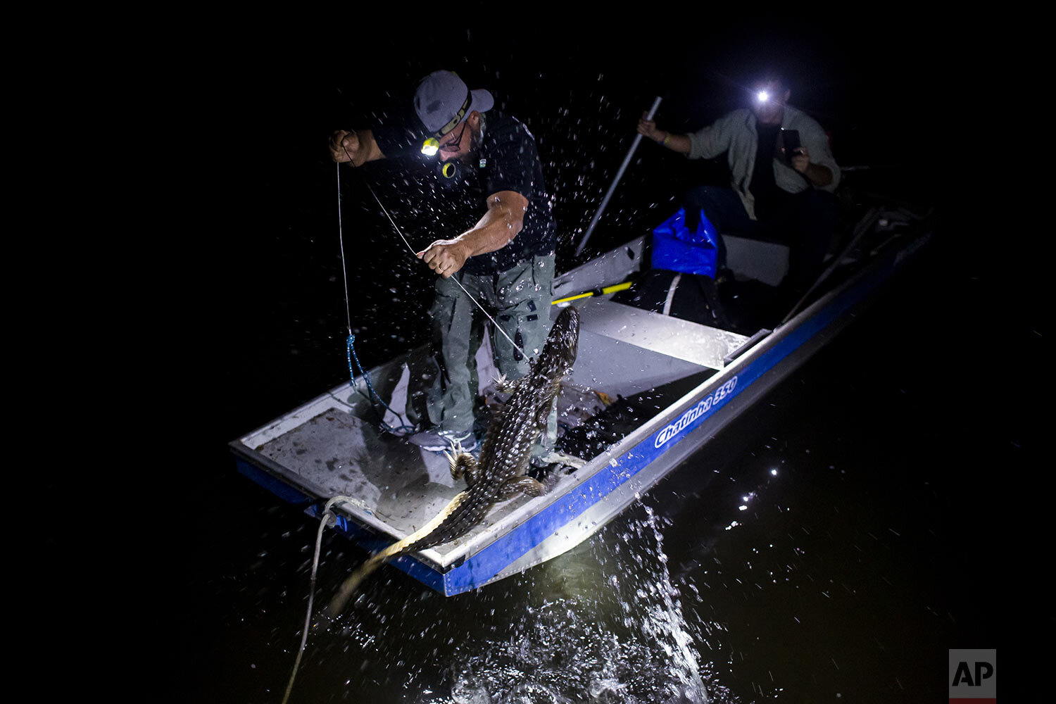  Biologist Rodrigo Freitas captures a broad-snouted caiman in the Marapendi Lagoon in Rio de Janeiro, Brazil, Friday, July 16, 2021. Thousands of caimans living in lagoons adjacent to what was once the Olympic Golf Course are closely monitored by sci