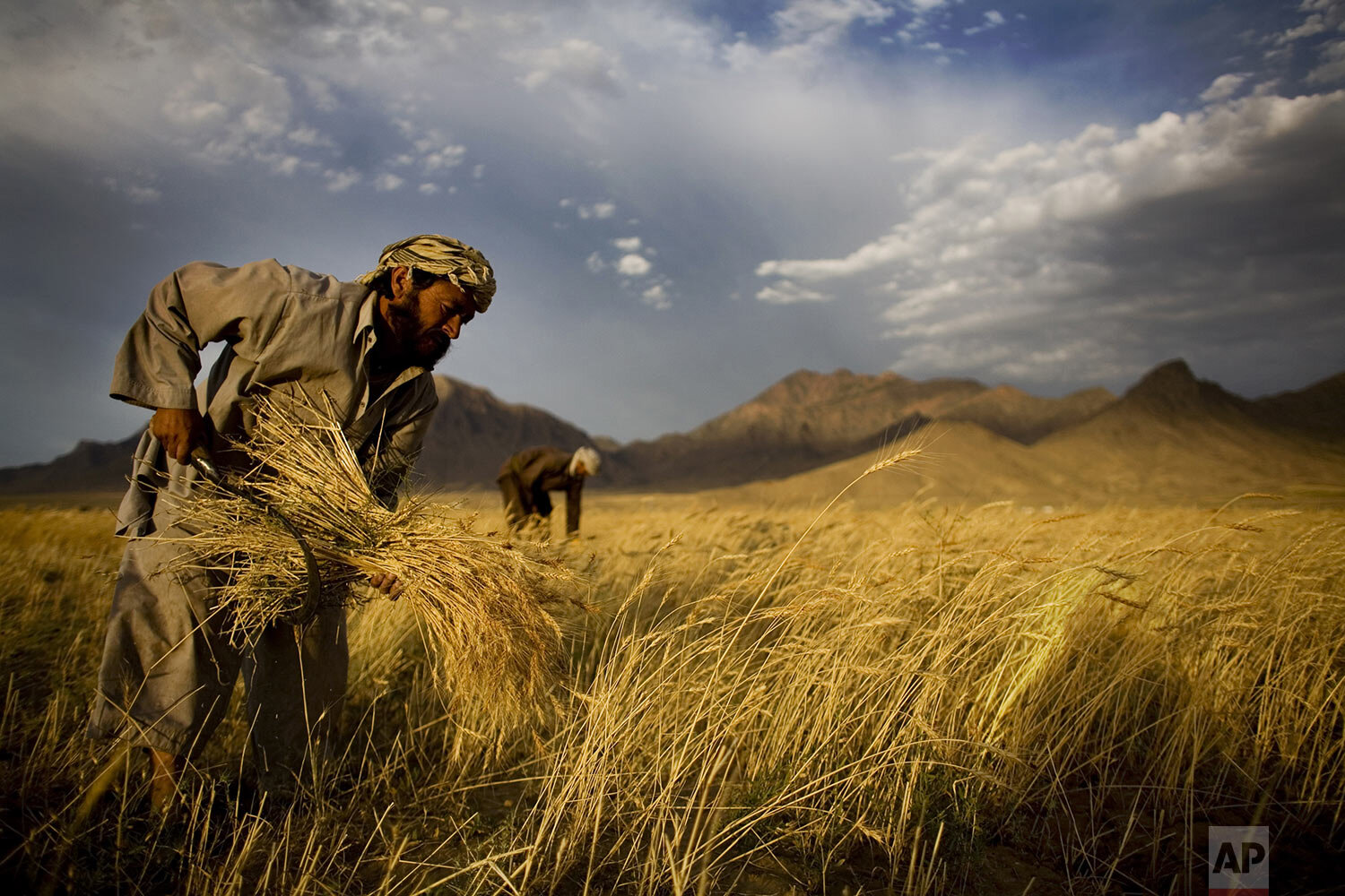  Afghan farmers harvest wheat outside Kabul, Afghanistan, June 24, 2010. (AP Photo/Dusan Vranic) 