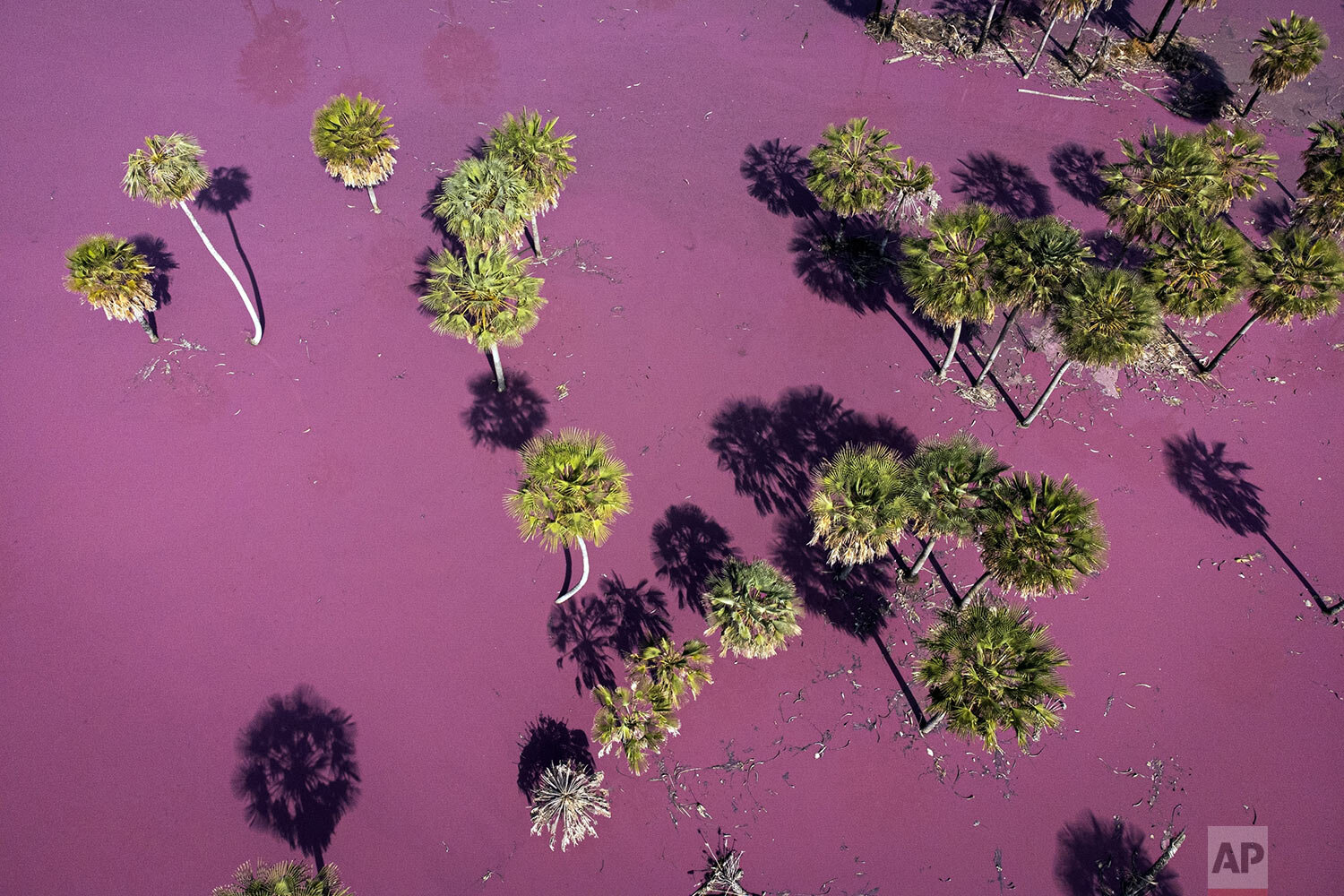  Pink liquid waste from the Durli Leathers S.A. tannery fills an open pit in Paraguari, Paraguay, Aug. 13, 2021, on the day the Environment Ministry stopped the tannery's operations. Nearby landowners fear that once it rains the liquid will contamina