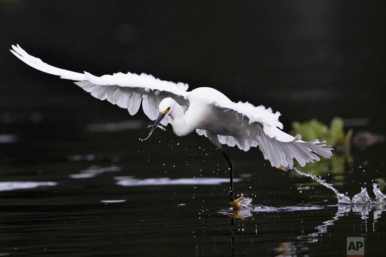  An egret catches a fish in the canals of Xochimilco, Mexico City, Aug. 12, 2021. The canals and floating gardens of Xochimilco are the last remnants of a vast water transport system built by the Aztecs to serve their capital of Tenochtitlán. (AP Pho