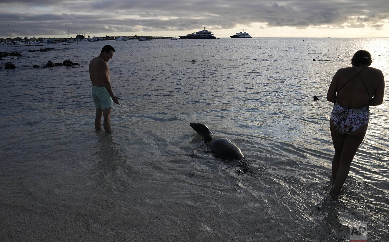  Tourists stand by a sea lion on Mann Beach on the island of San Cristobal, Galapagos, Ecuador, Aug. 20, 2021.(AP Photo/Dolores Ochoa) 