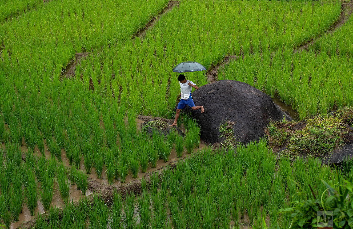  A tribal boy jumps from a rock in a paddy field at Moronga village, along the Assam-Meghalaya state border, India, Friday, Aug. 13, 2021. (AP Photo/Anupam Nath) 