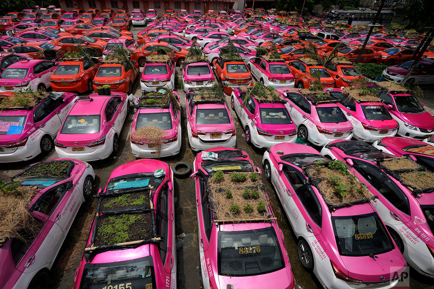  Miniature gardens are planted on the rooftops of unused taxis parked in Bangkok, Thailand, Thursday, Sept. 16, 2021.  (AP Photo/Sakchai Lalit) 