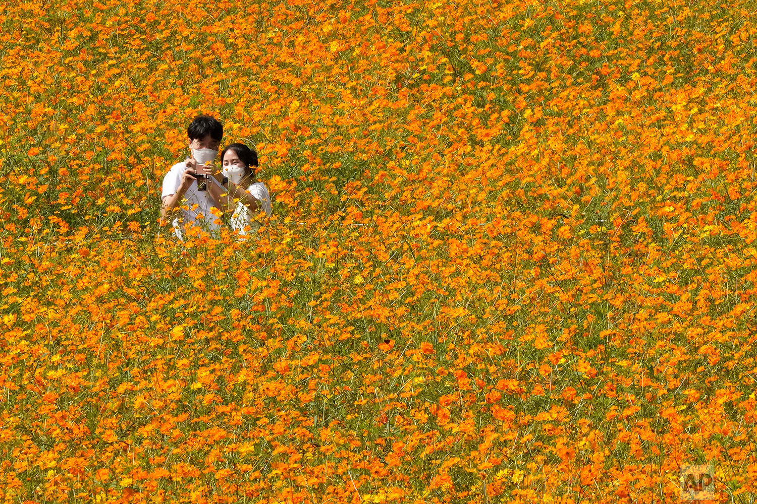  A couple wearing face masks as a precaution against the coronavirus takes a selfie in the middle of a cosmos field at Olympic Park in Seoul, South Korea, Thursday, Sept. 23, 2021. (AP Photo/Ahn Young-joon) 