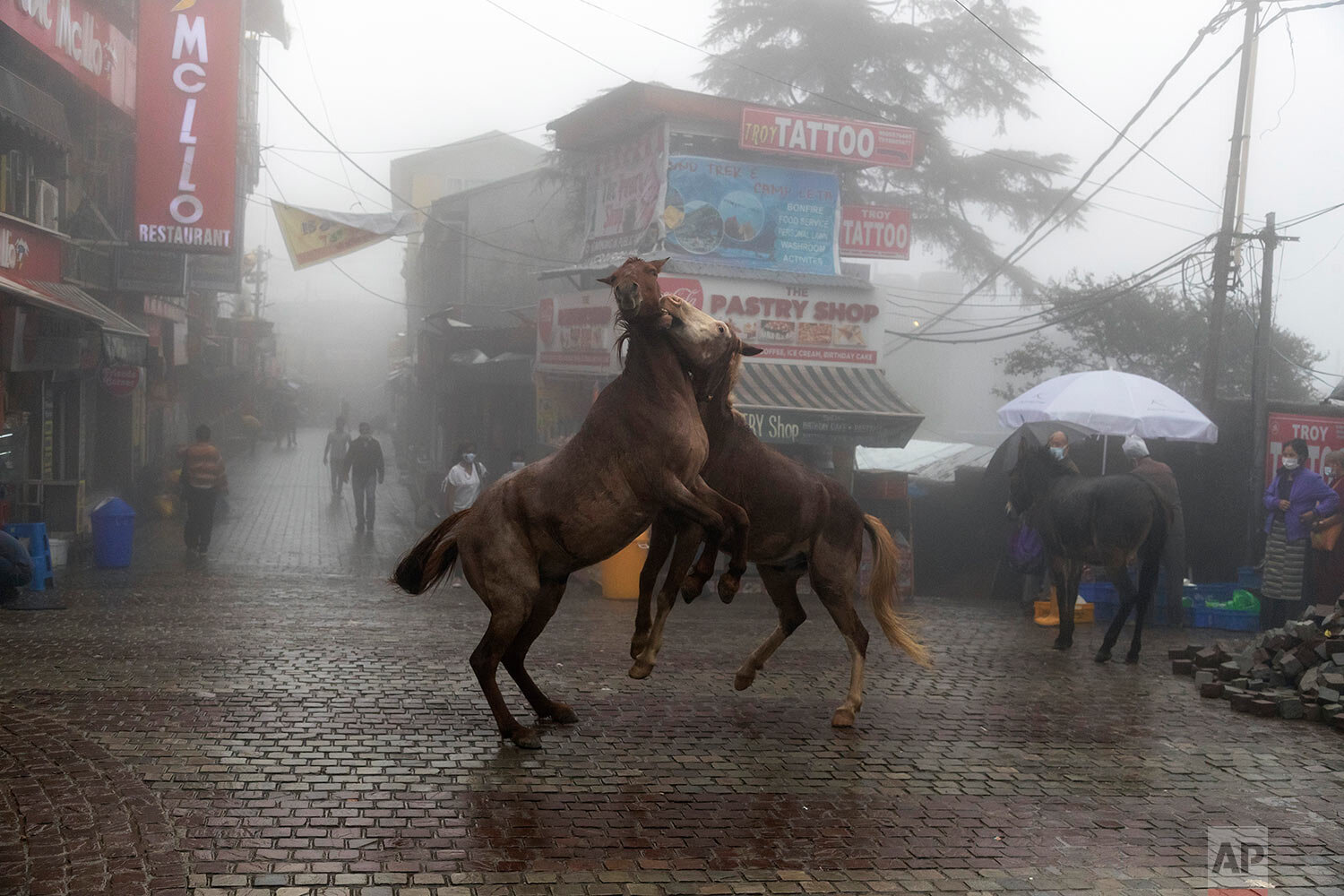  Two packhorses playfully jostel each other in the rain-soaked main town square in Dharmsala, India, Friday, Sept. 17, 2021. (AP Photo/Ashwini Bhatia) 