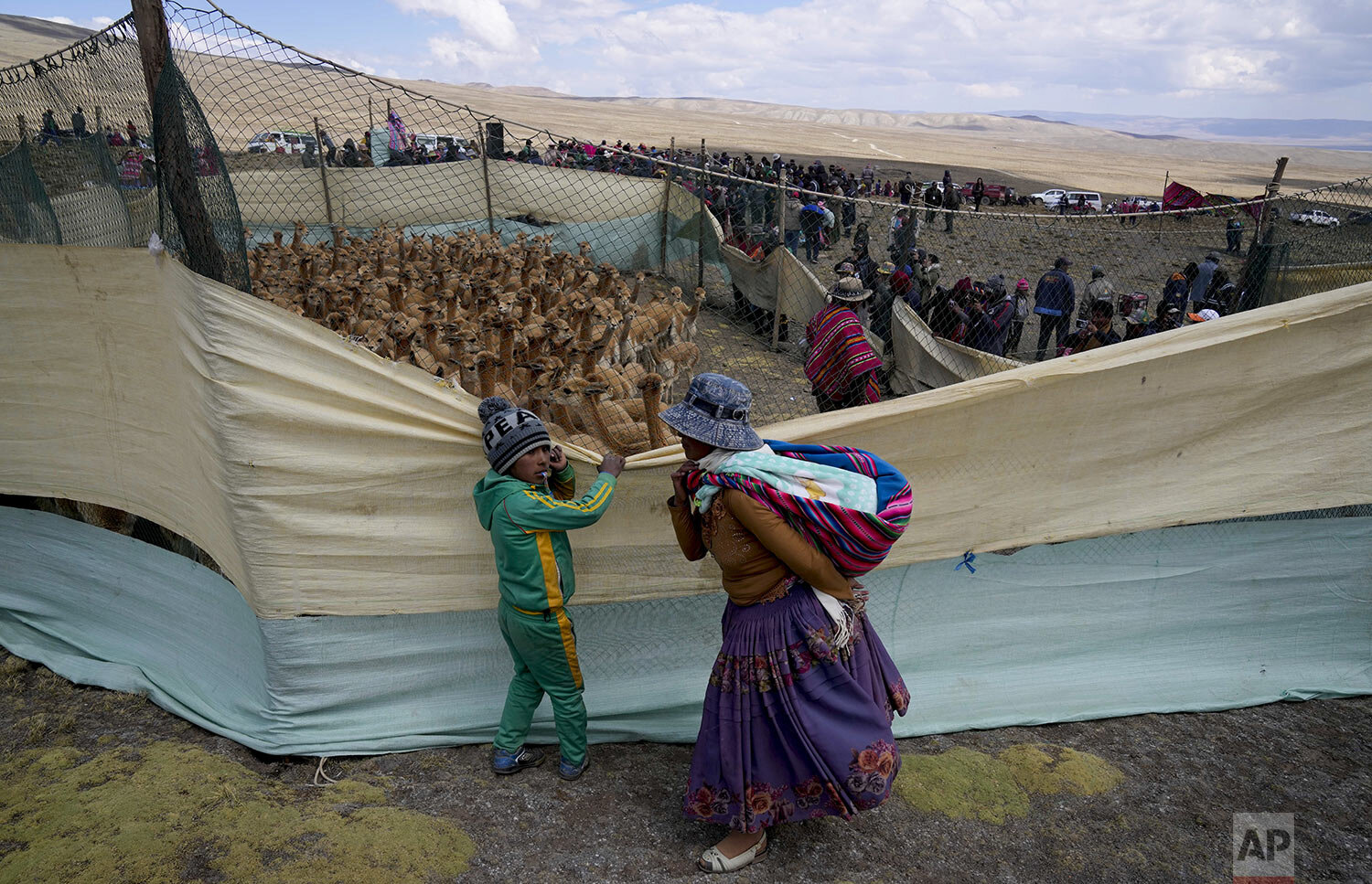  An Aymara Indigenous woman and her son watch wild vicuña herded into a temporary corral to shear their wool inside the Apolobamba protected area near Puyo Puyo village in Bolivia,, Sept. 26, 2021. Once over-hunted and on the brink of extinction, vic