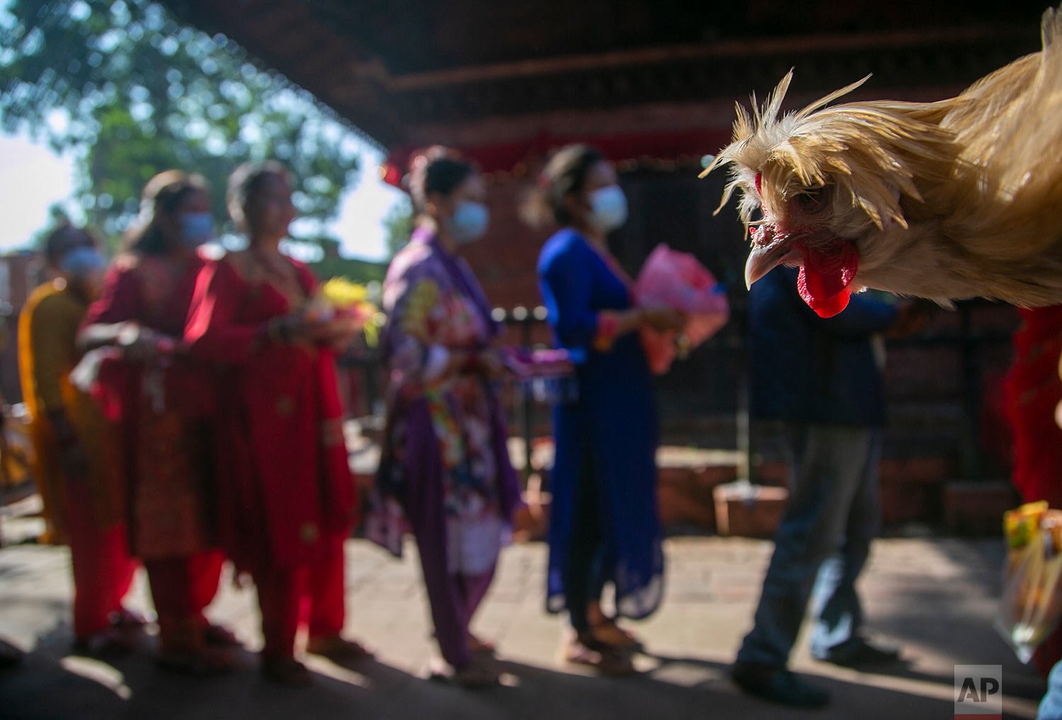  A sacrificial chicken is carried by a Hindu devotee as others stand in a queue to offer prayers at a temple on the ninth day of Dashain festival in Kathmandu, Nepal, Thursday, Oct. 14, 2021. (AP Photo/Niranjan Shrestha) 