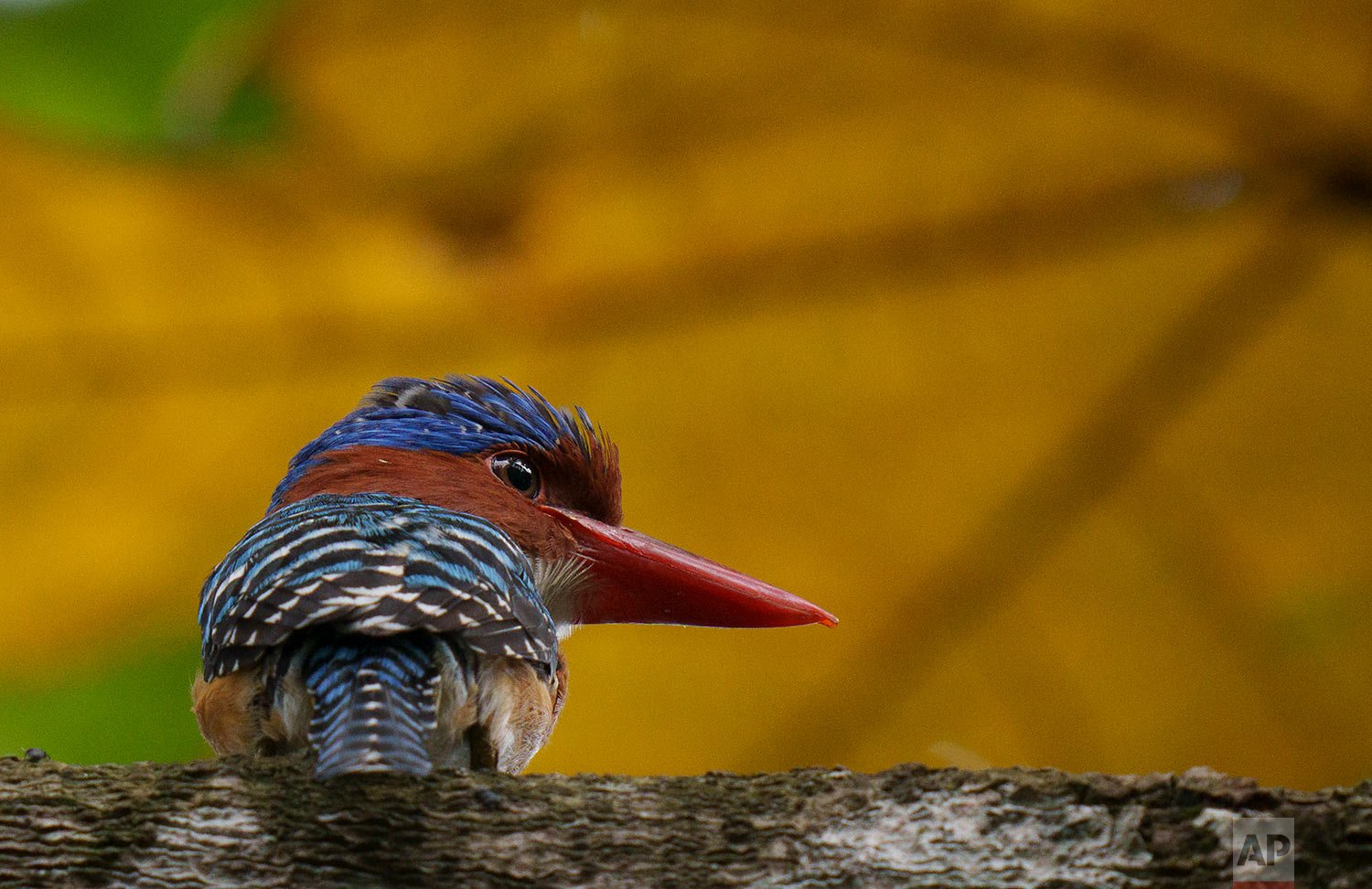  A male Banded Kingfisher rests on a tree branch in outside Kuala Lumpur, Malaysia, Friday, Oct. 8, 2021. (AP Photo/Vincent Thian) 