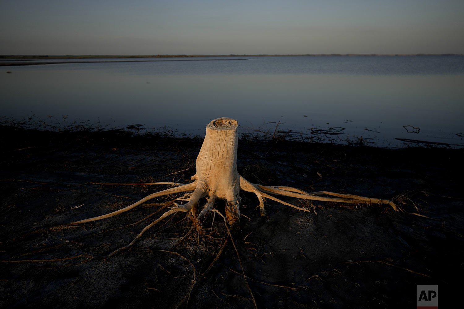  A cut and dried up tree trunk stands on the lakeshore of the abandoned Villa Epecuen, Argentina, Oct. 8, 2021. The Argentine spa town was a mecca of tourism for much of the 20th century, until the lake poured through a broken embankment in 1985 and 