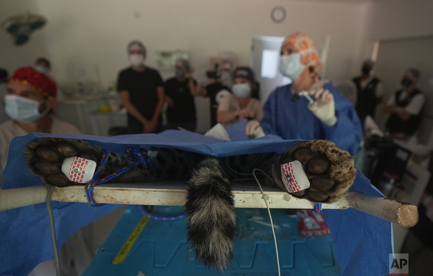  Brazilian and U.S. researchers conduct an artificial insemination procedure on a jaguar at the Mata Ciliar Association conservation center in Jundiai, Brazil, Oct. 28, 2021. According to the environmental organization, the fertility program intends 