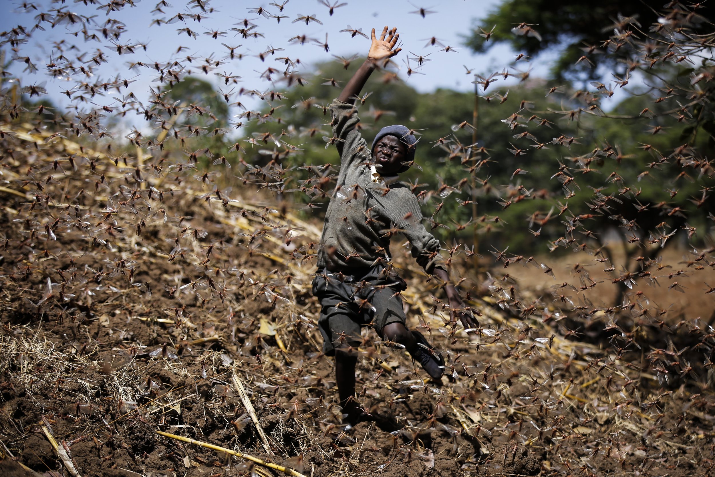  Stephen Mudoga, 12, tries to chase away a swarm of locusts on his farm as he returns home from school, at Elburgon, in Nakuru county, Kenya, on March 17, 2021. (AP Photo/Brian Inganga) 