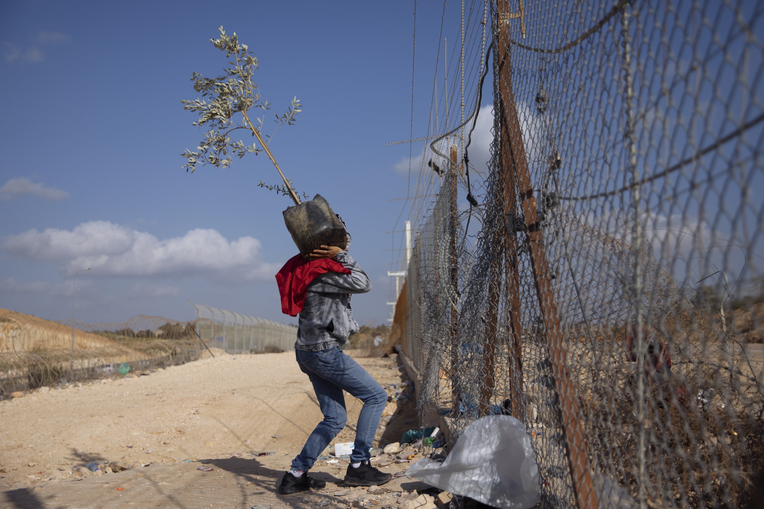 A Palestinian man carries an olive tree as he crosses illegally into Israel from the West Bank, through a gap in the separation barrier, south of the West Bank town of Hebron, on March 8, 2021. (AP Photo/Oded Balilty) 