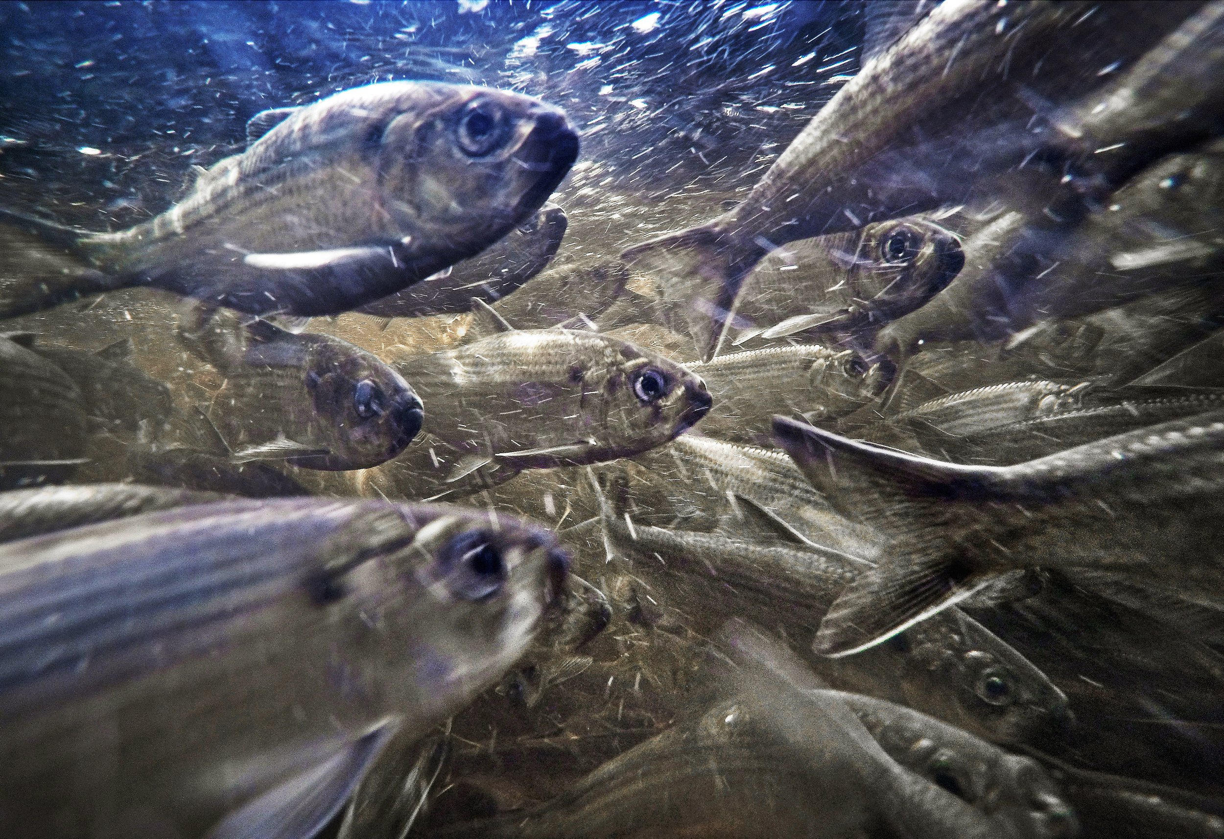  River herring, also known as alewives, swim in a stream on May 16, 2021, in Franklin, Maine. The fish were once headed for the endangered species list but have been making a comeback in some U.S. states. (AP Photo/Robert F. Bukaty) 