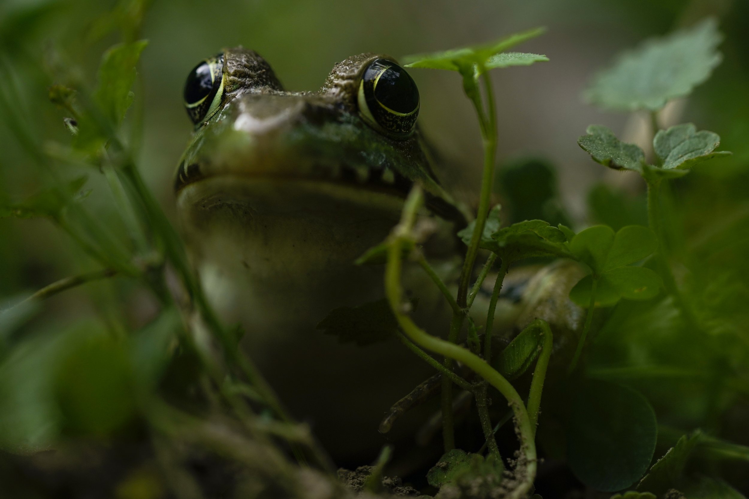  A wood frog looks out from the clover in East Waterford, Pa., on June 6, 2021. (AP Photo/Carolyn Kaster) 