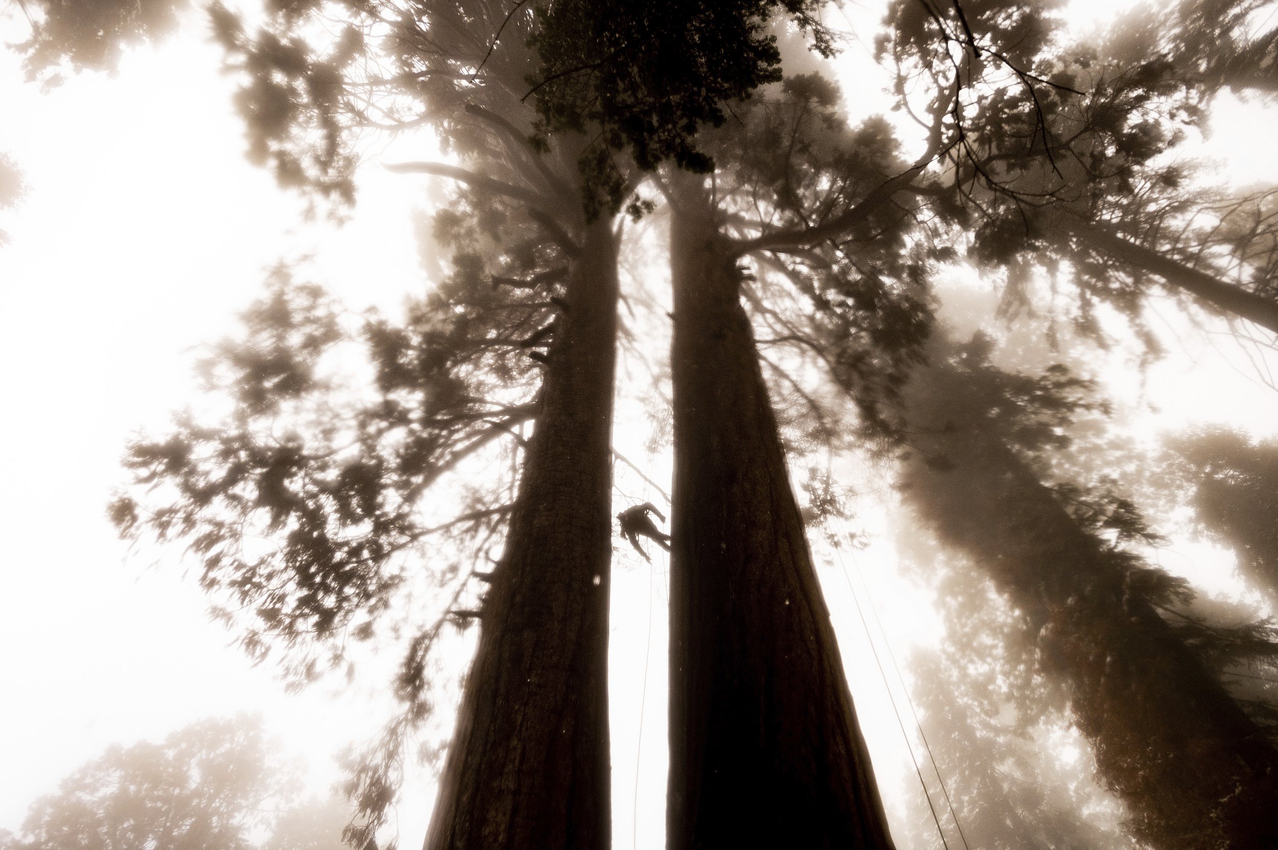  Climbing assistant Lawrence Schultz ascends the Three Sisters sequoia tree during an Archangel Ancient Tree Archive expedition to plant sequoia seedlings, on Oct. 26, 2021, in Sequoia Crest, Calif. The group hopes to preserve the genetics of giant s