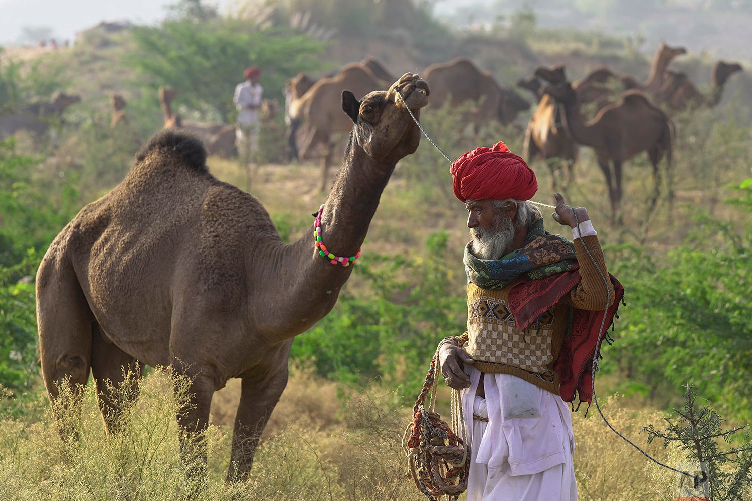  A camel herder walks with his camel at the annual cattle fair in Pushkar, in the western Indian state of Rajasthan, Thursday, Nov. 11, 2021. (AP Photo/Deepak Sharma) 