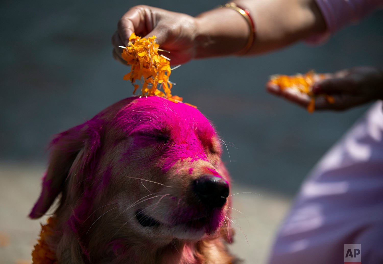  A Nepalese woman puts marigold petals on a police dog during Tihar festival celebrations at a kennel division in Kathmandu, Nepal, Wednesday, Nov. 3, 2021.  (AP Photo/Niranjan Shrestha) 