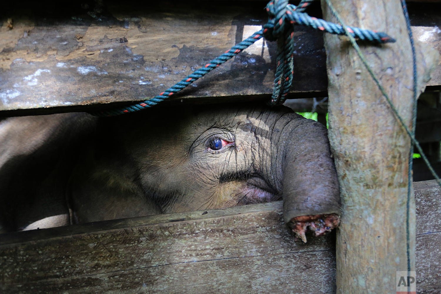  A Sumatran elephant calf that lost half of its trunk, after being caught in what authorities alleged was a trap set by poachers who prey on the endangered species, is treated at an elephant conservation center in Saree, Aceh Besar, Indonesia, Monday