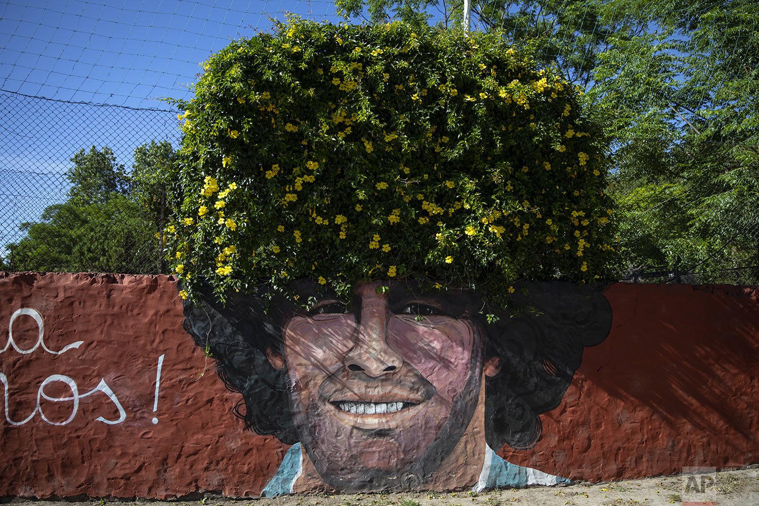  A tree grows above a mural of the late soccer star Diego Maradona at the Lugar del Sol, a charity organization helping children at risk, in Buenos Aires, Argentina, Nov. 24, 2021. Argentina marked the one-year anniversary of the death of the soccer 