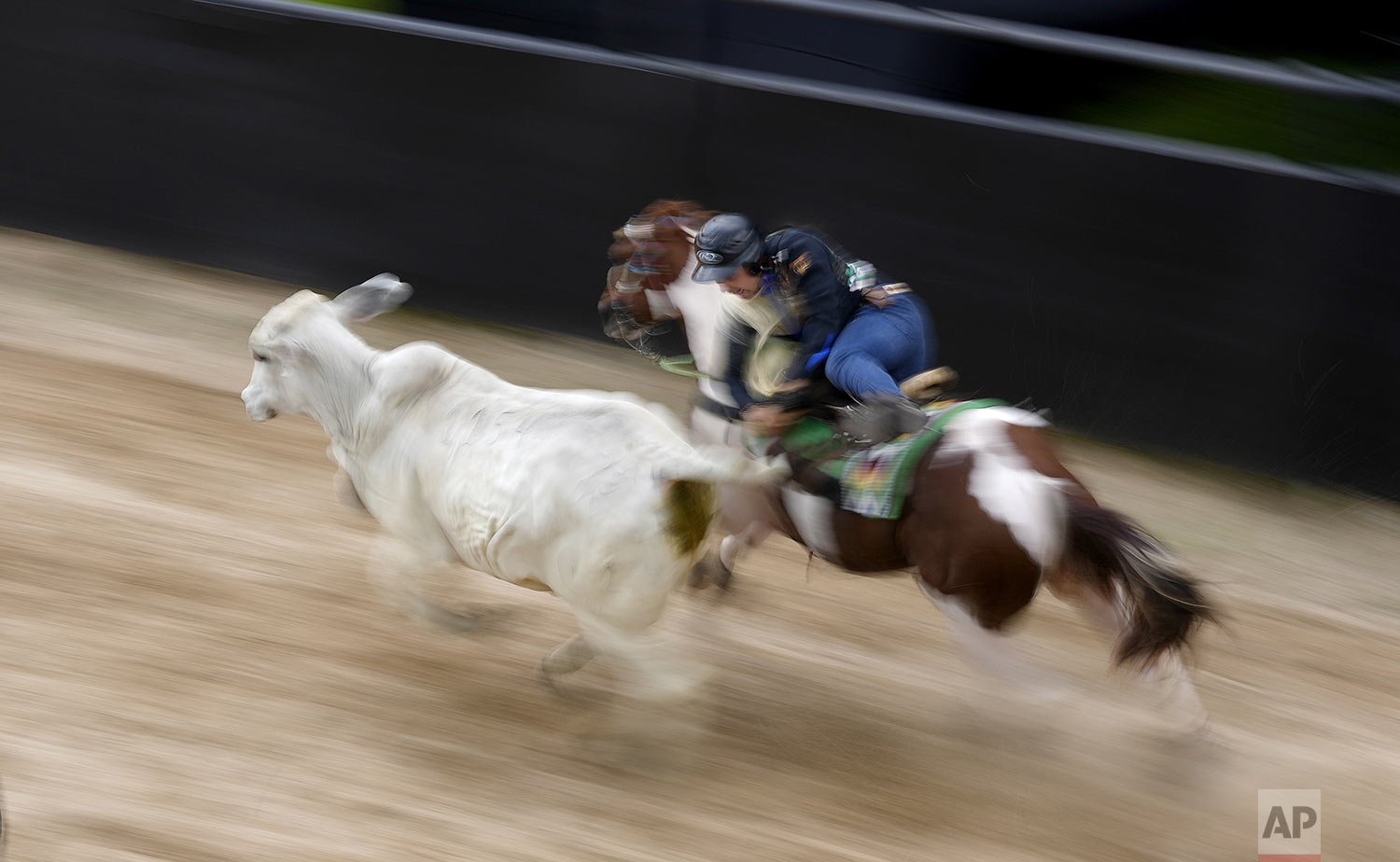  A man pulls the tail of a steer in an attempt to knock him over as a part of the International Tournament of Joropo in Villavicencio, Colombia, Nov. 14, 2021. (AP Photo/Fernando Vergara) 