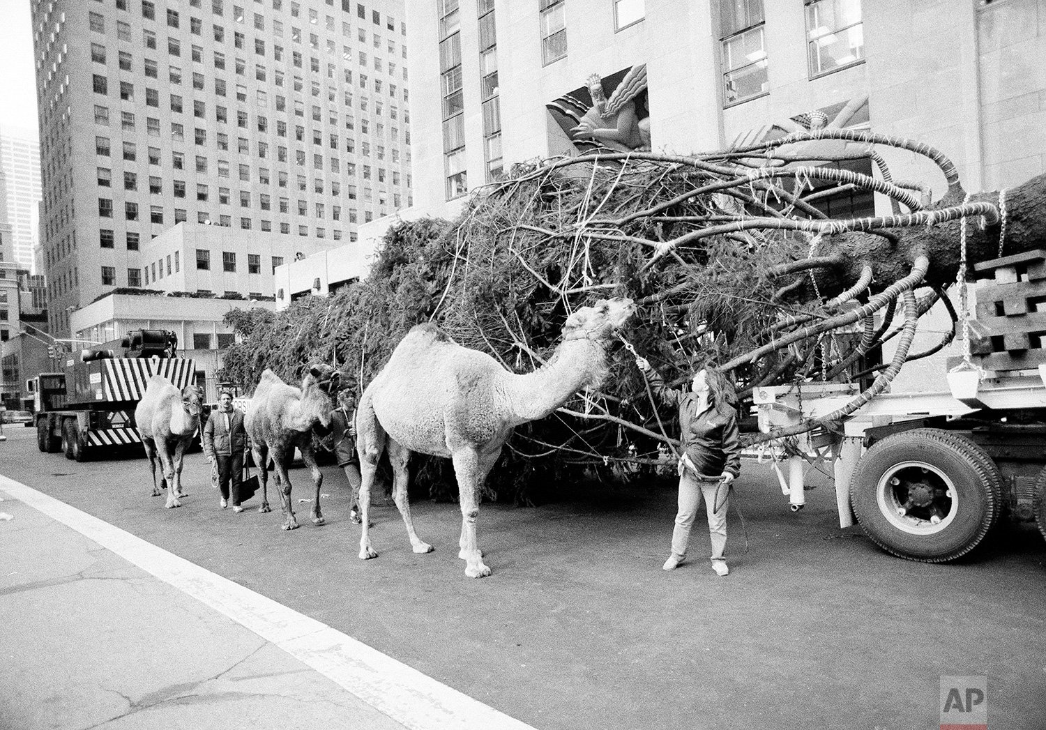  One of the three camels from New York's Radio City Music Hall's Christmas show takes time out from his morning constitutional to nibble on the tree as it arrived in Rockefeller Center, Nov. 16, 1984. The tree will be lit Dec. 3. (AP Photo/Dave Picko