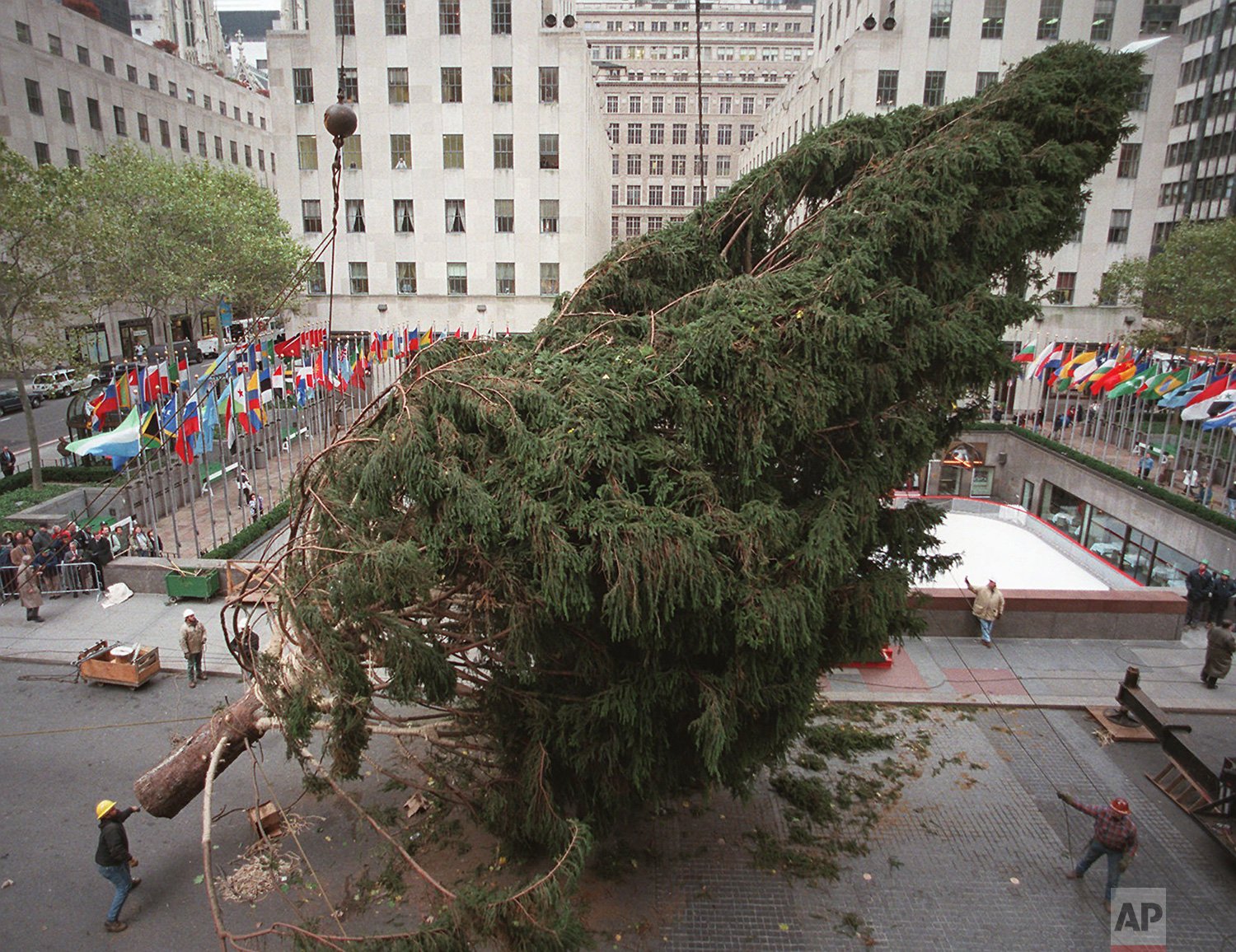  Workers maneuver the Rockefeller Center Christmas tree onto it's pedestal above the ice skating rink in New York, Wednesday, Nov. 15, 1995.  The 63-year-old, 75-foot Norway spruce was prayerfully sacrificed by the Sisters of Christian Charity conven