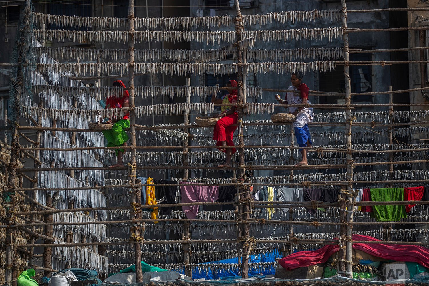  Fisherwomen hang fish on a structure made of bamboo poles to sun dry them at a fishing colony in Mumbai, India, Wednesday, Dec. 29, 2021. (AP Photo/Rafiq Maqbool) 